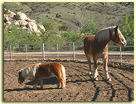 Big or Small All Horses LOVE Heartland Ranch!